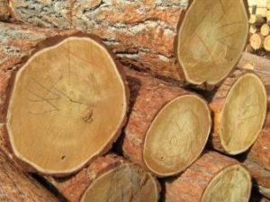 Round timber logs harvested under a sustainable forestry management plan near Frasin, Romania